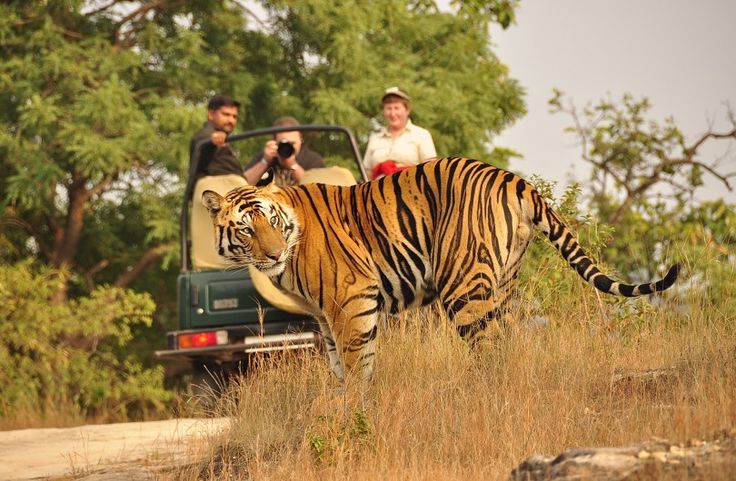 Jim Corbett Nqtional Park, Uttarakhand